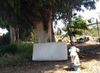 under the eucalyptus 
by robert kershaw