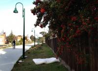 bike path discard 
by robert kershaw