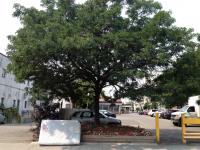 shady character 
by robert kershaw