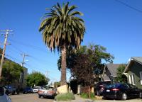 fireworks 
by robert kershaw