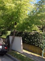 beneath the Japanese Maple 
by robert kershaw