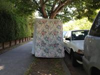 shade tolerant roses 
by robert kershaw