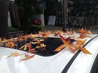 leaf me alone 
by robert kershaw