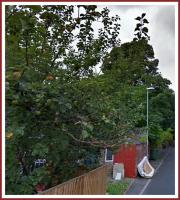 spicy apples 
by wim rutten