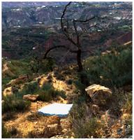 matador tree 
by wim rutten