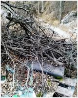 woodpecker 
by wim rutten