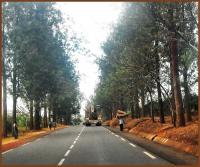 citizen crane 
by wim rutten